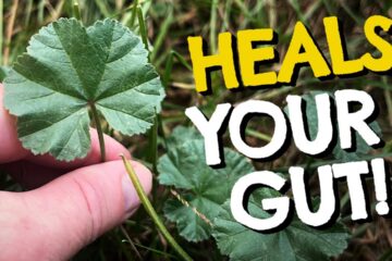 What is Common Mallow? Plant Identification, Benefits & Recipes for This Wild Edible Weed What is Common Mallow? Plant Identification, Benefits & Recipes for This Wild Edible Weed