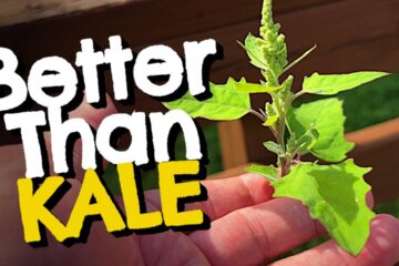 Lambsquarters: The Wild Green Better Than Kale and Spinach You Should Be Foraging Lambsquarters: The Wild Green Better Than Kale and Spinach You Should Be Foraging