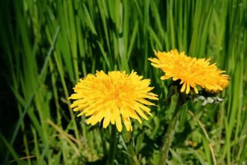 Dandelions in the Great Depression: A Forgotten Superfood for Survival Dandelions in the Great Depression: A Forgotten Superfood for Survival