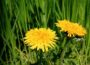 Dandelions in the Great Depression: A Forgotten Superfood for Survival