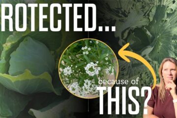 Companion Planting vs. Cabbage Worms: My Garden Experiment with Cabbage, Collards, & Cauliflower Companion Planting vs. Cabbage Worms: My Garden Experiment with Cabbage, Collards, & Cauliflower