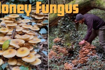 Honey Fungus (Armillaria mellea) Identification – Edible Wild Mushrooms