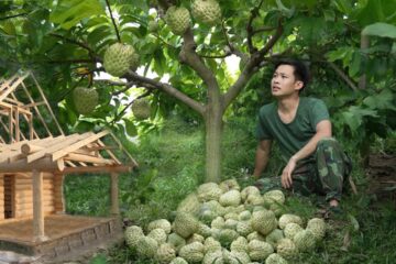 Harvest large custard apple fruits to market sell. make money, build a new house. Off grid living Harvest large custard apple fruits to market sell. make money, build a new house. Off grid living