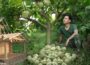 Harvest large custard apple fruits to market sell. make money, build a new house. Off grid living