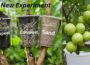 🌿New Test: Which material is best for propagating guava plants!😮