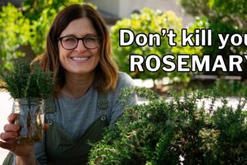 ROSEMARY GROWING GUIDE: Planting, Growing & Propagation ROSEMARY GROWING GUIDE: Planting, Growing & Propagation