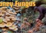 Honey Fungus (Armillaria mellea) Identification – Edible Wild Mushrooms