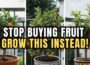 Top 10 Fruit Trees That Thrive in Pots and Small Spaces