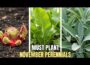 15 Perrenial Crops That Must be Planted in November – plant NOW or REGRET Later!