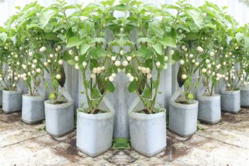 Secret to growing white eggplant with dropper bottle – surprisingly many fruits