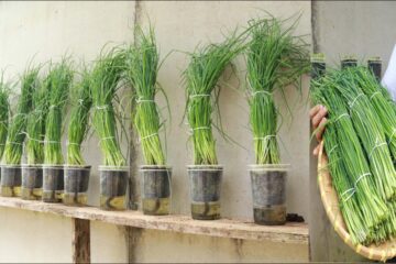 Secret to Growing Lush Green Onions from Seeds in Plastic Cups at Home