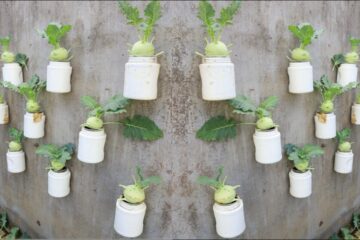 Unbelievable – I grew a whole garden of kohlrabi on my wall