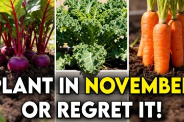 20 Most Productive Crops You Must Plant in November Before it’s Too Late