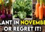 20 Most Productive Crops You Must Plant in November Before it’s Too Late