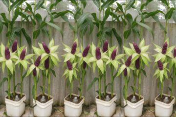 Experimenting with growing corn in a bucket – The unexpected happens