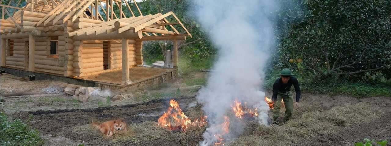 Harvest 70 kg Ginger and Sell it at the Market,Garden,Grow Kohlrabi, Cauliflower, Tomatoes, Off grid