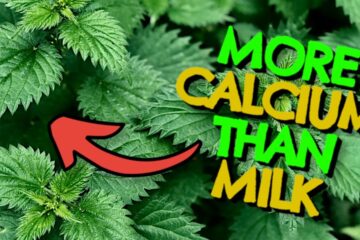 7 Wild Plants Richer in Calcium Than  Milk That Every Vegan (and Vegetarian) Should Be Foraging