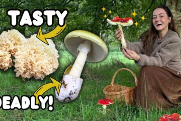 25 Must Know Autumn Mushrooms (Edible & Toxic Species to Spot This Season)