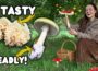 25 Must Know Autumn Mushrooms (Edible & Toxic Species to Spot This Season)