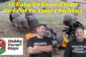 12 Easy To Grow Crops You Can Feed To Your Chickens [Classic HFG]
