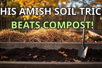 Stop Filling Raised Beds with Compost — The Amish Fall Shortcut That Builds Richer Soil Naturally