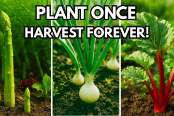 Plant These 13 Perennial Crops ONCE… and Harvest Forever!