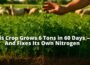 This Crop Grows 6 Tons in 60 Days — And Fixes Its Own Nitrogen