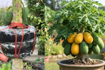 How to Make a Dwarf Papaya Tree – Easy Method Anyone Can Do