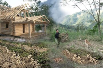 Harvesting Peanuts in the Garden to Country Market Sell, Gardening, cook dinner, Living off grid