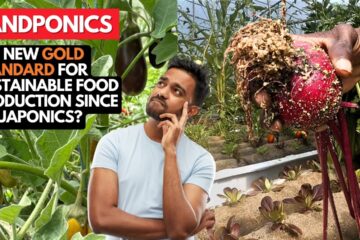 Sandponics Beetroot Galore: The New Gold Standard for Sustainable Food Production Since Aquaponics?