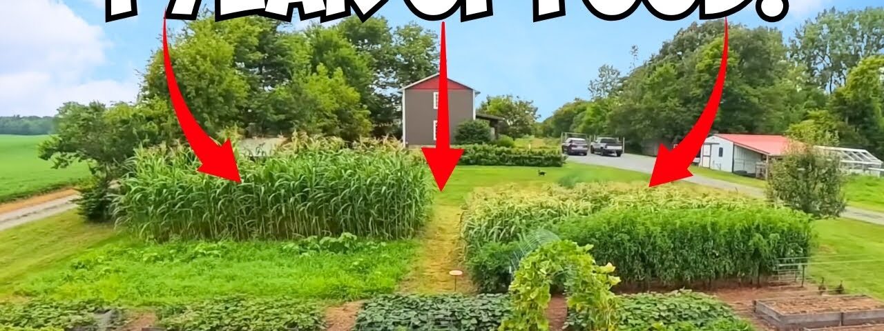 How a 1/8 Acre Garden Feeds a Family of 6 ALL YEAR!