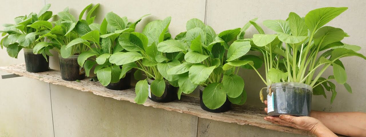 Mixing gravel and water – An extremely smart method of growing vegetables at home