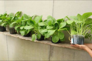 Mixing gravel and water – An extremely smart method of growing vegetables at home