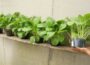 Mixing gravel and water – An extremely smart method of growing vegetables at home